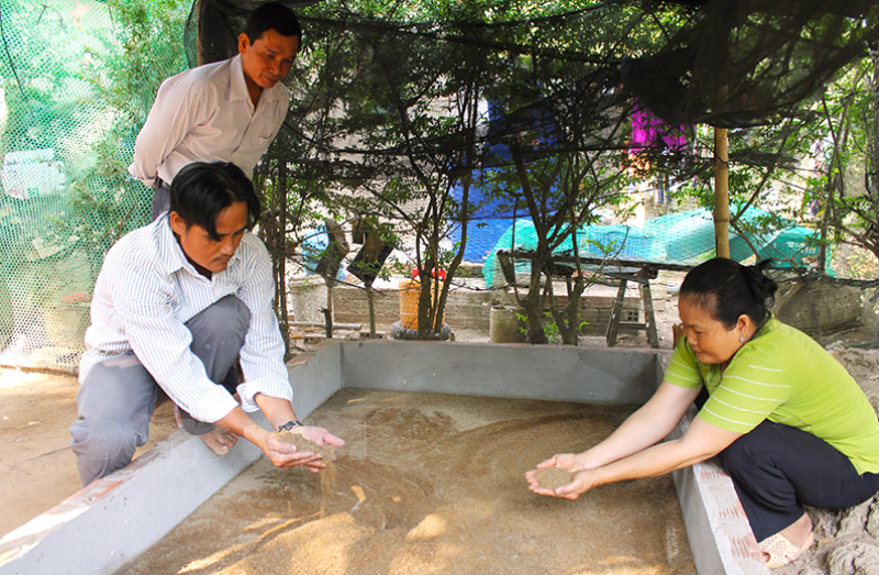 Nuôi loài sâu này ở Bến Tre, nông dân làm sạch nhà lại có thêm thu nhập tốt- Ảnh 2.