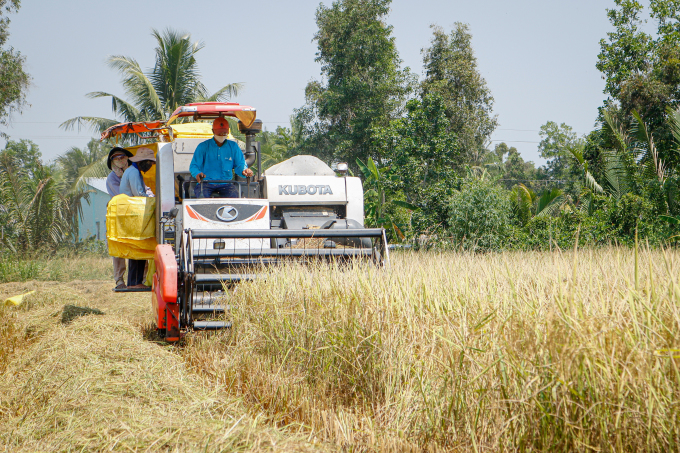 Nông dân thị xã Ngã Năm (Sóc Trăng) thu hoạch lúa vụ đông xuân 2020. Ảnh: Nguyệt Nhi