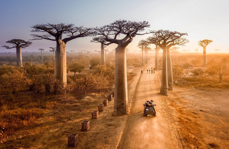 Hàng trăm năm trước, Đại lộ Baobabs đã từng nằm trong một khu rừng nhiệt đới dày đặc cây Adansonia grandidieri - loại cây đặc biệt chỉ có ở Madagascar. Sau nhiều năm bị chặt phá, chỉ còn khoảng 20 cây còn tồn tại —thường được gọi là cây baobab—vẫn đứng vững dọc theo con đường đất nổi tiếng. Với hình dáng độc đáo và tư thế “ngược”, những cây thụ vĩ đại này đặc biệt nổi bật vào lúc bình minh và hoàng hôn. Ảnh World Atlas