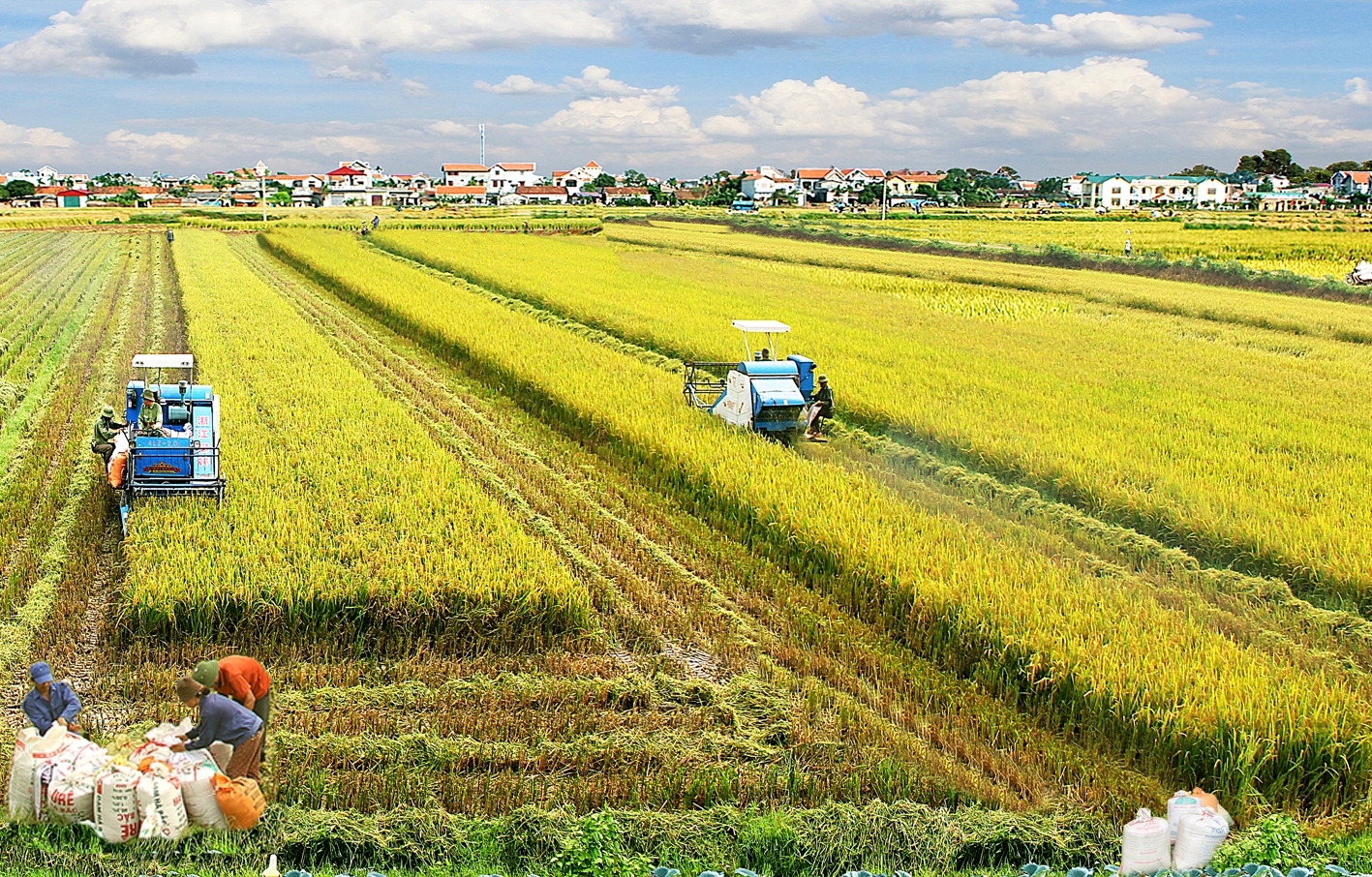 Mùa vàng ở Trà Vinh.