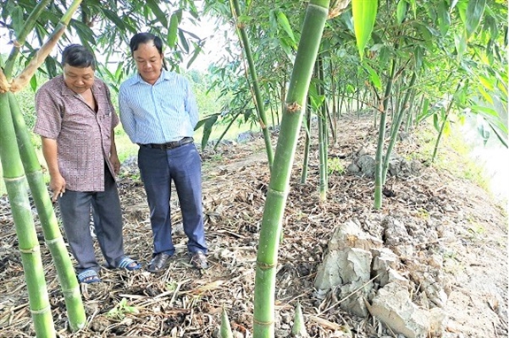 Trồng loại cây 