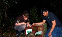 Los pangolines fueron liberados nuevamente a la naturaleza anoche (6 de mayo).