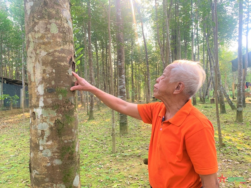 Đem một loại cây quý ở trong rừng về trồng tại vườn nhà, nhiều người dân Hương Khê giàu lên nhanh chóng- Ảnh 2.