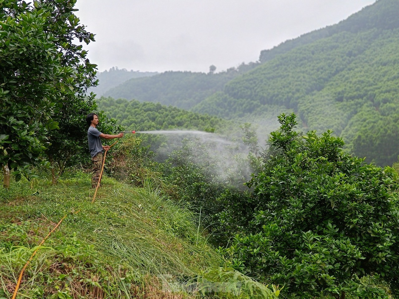 Nắng nóng đỉnh điểm, nông dân vất vả 'làm mưa' chống hạn cho cây trồng ảnh 5