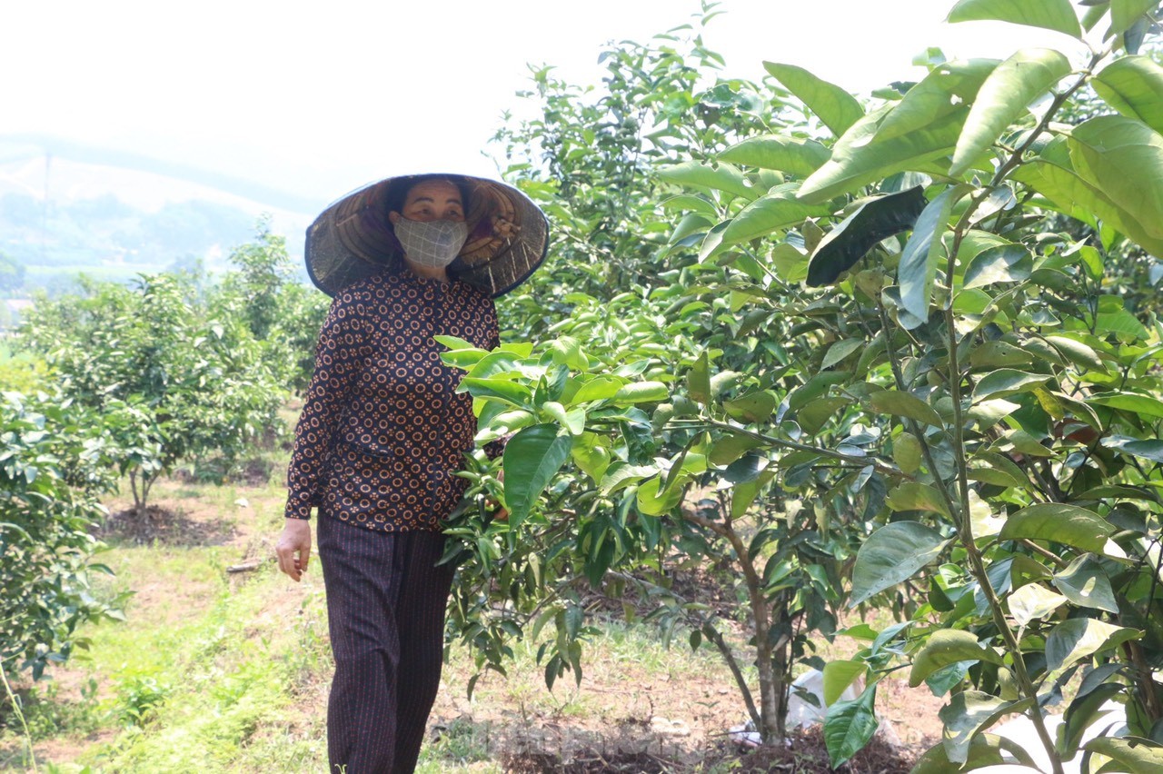 Nắng nóng đỉnh điểm, nông dân vất vả 'làm mưa' chống hạn cho cây trồng ảnh 8