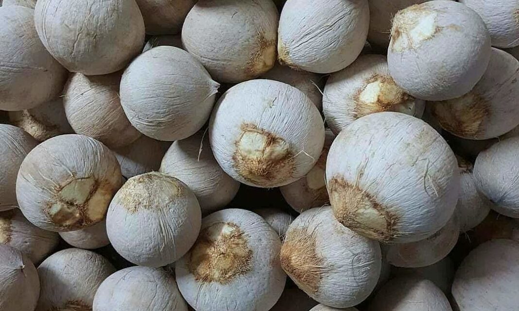 Giá dừa biến động như giá vàng