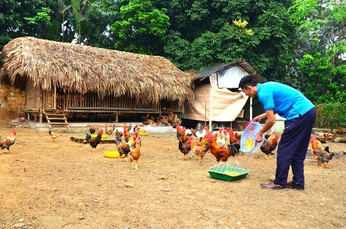 Anh Đức nuôi gà theo hướng hữu cơ, chủ yếu cho ăn bằng ngô ngâm, sử dụng các loại thảo dược để phòng bệnh. Ảnh: Dương Đình Tường.