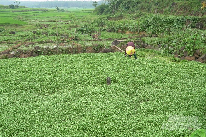 Người dân Gio An trồng rau liệt nhưng từ nhiều năm nay không thể tăng diện tích do loài rau này rất kén đất, kén nước và 'dị ứng' với phân bón, thuốc bảo vệ thực vật. Ảnh: Võ Dũng.