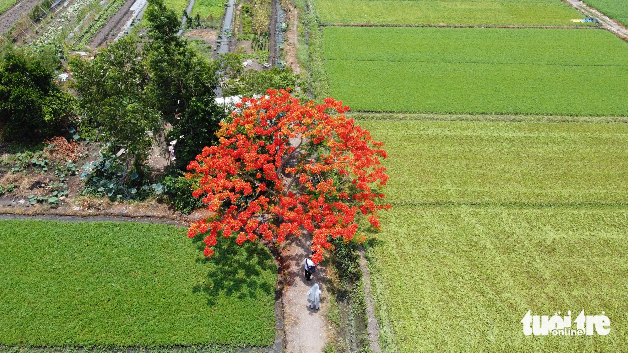 Cây phượng cô đơn khoe sắc giữa cánh đồng ở quận 12- Ảnh 5.