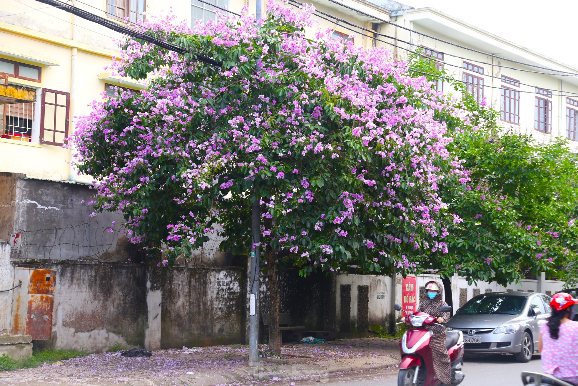 Xao xuyến mùa hoa 'gây thương nhớ' ở xứ Nghệ ảnh 6