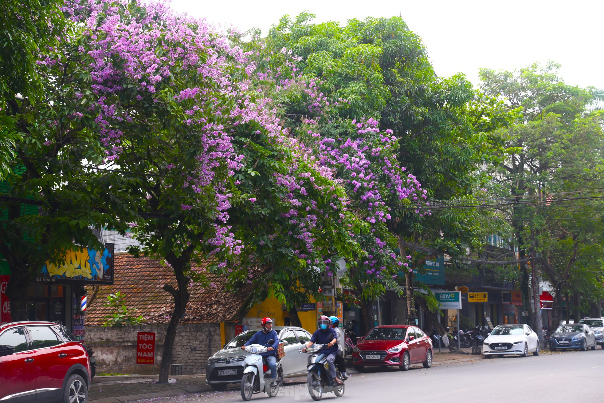 Xao xuyến mùa hoa 'gây thương nhớ' ở xứ Nghệ ảnh 9