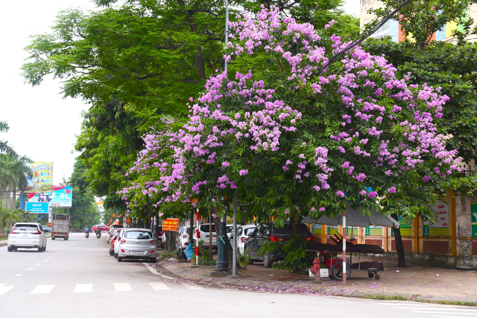 Xao xuyến mùa hoa 'gây thương nhớ' ở xứ Nghệ ảnh 8