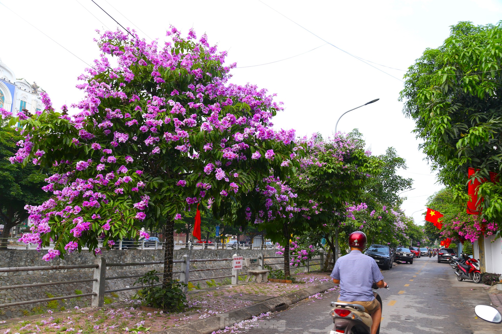 Xao xuyến mùa hoa 'gây thương nhớ' ở xứ Nghệ ảnh 13