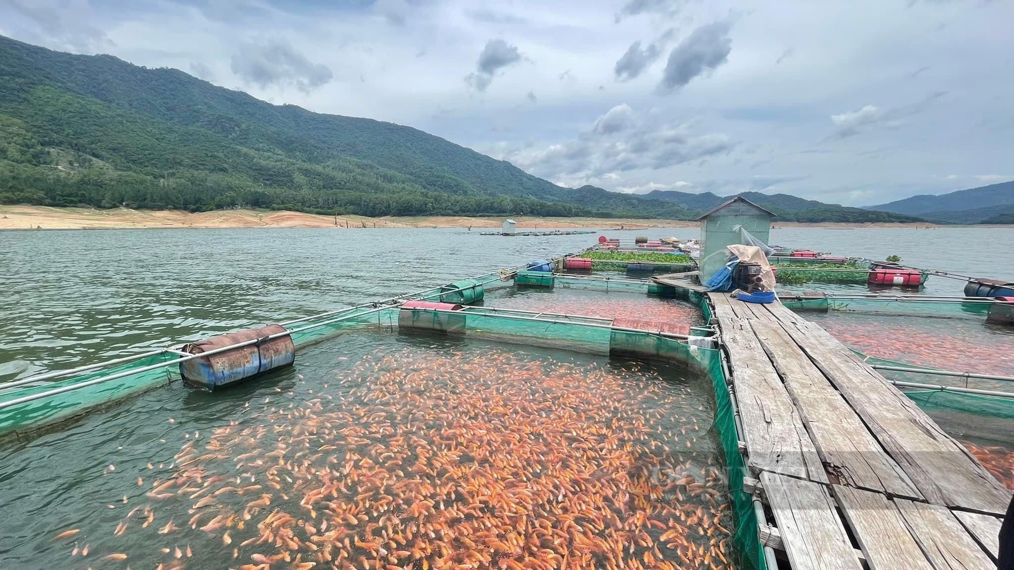 Bất ngờ loài cá nuôi ở huyện miền núi Bình Định bay sang Nhật Bản làm món sashimi khoái khẩu- Ảnh 4.