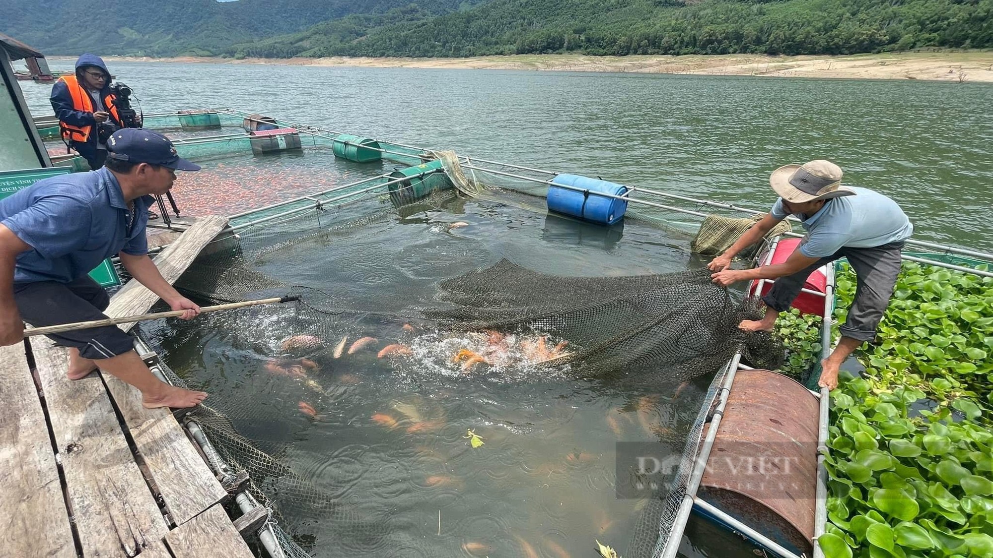 Bất ngờ loài cá nuôi ở huyện miền núi Bình Định bay sang Nhật Bản làm món sashimi khoái khẩu- Ảnh 3.