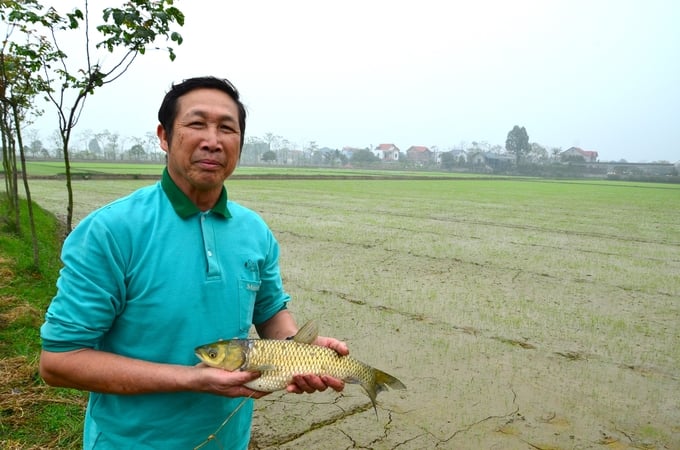 Cá mới thả vụ lúa trước mà thịt đã rất ngon. Ảnh: Dương Đình Tường. 