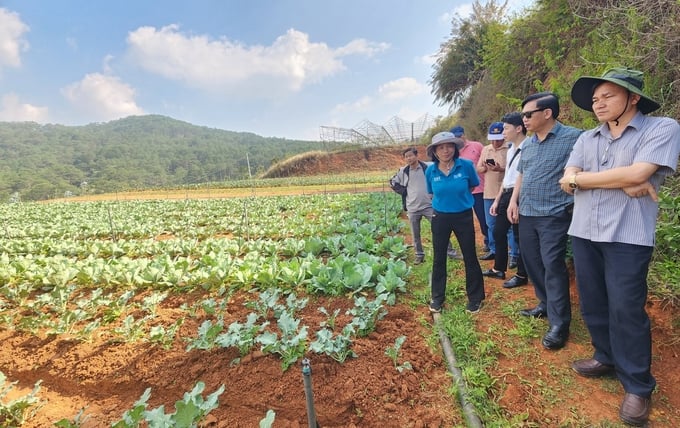 Công ty TNHH Nông sản Tổ hợp tác Hiếu Linh hiện có 2,5ha được chứng nhận hữu cơ. Ảnh: PC.