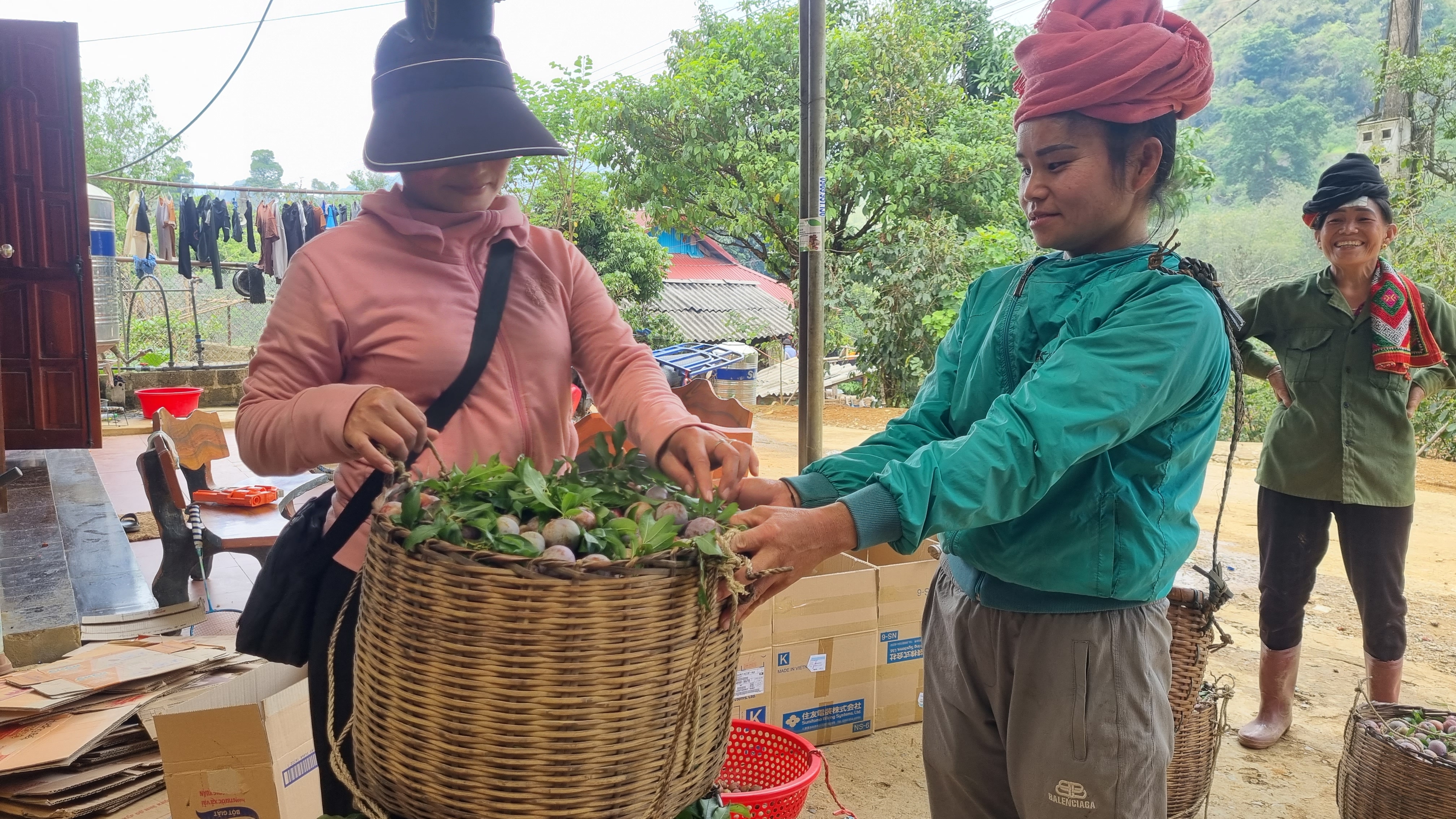 Mận hậu năm nay được giá mà sao nông dân một xã của tỉnh Sơn La vẫn không vui?- Ảnh 2.