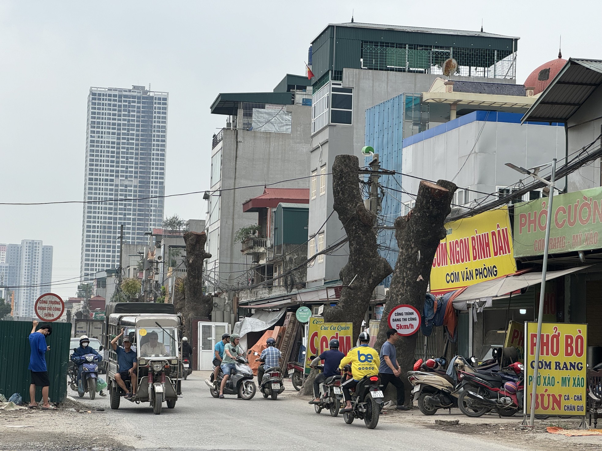 Hàng xà cừ cổ thụ buộc phải cắt ngọn, đánh chuyển trên đường 70 kéo dài ảnh 5