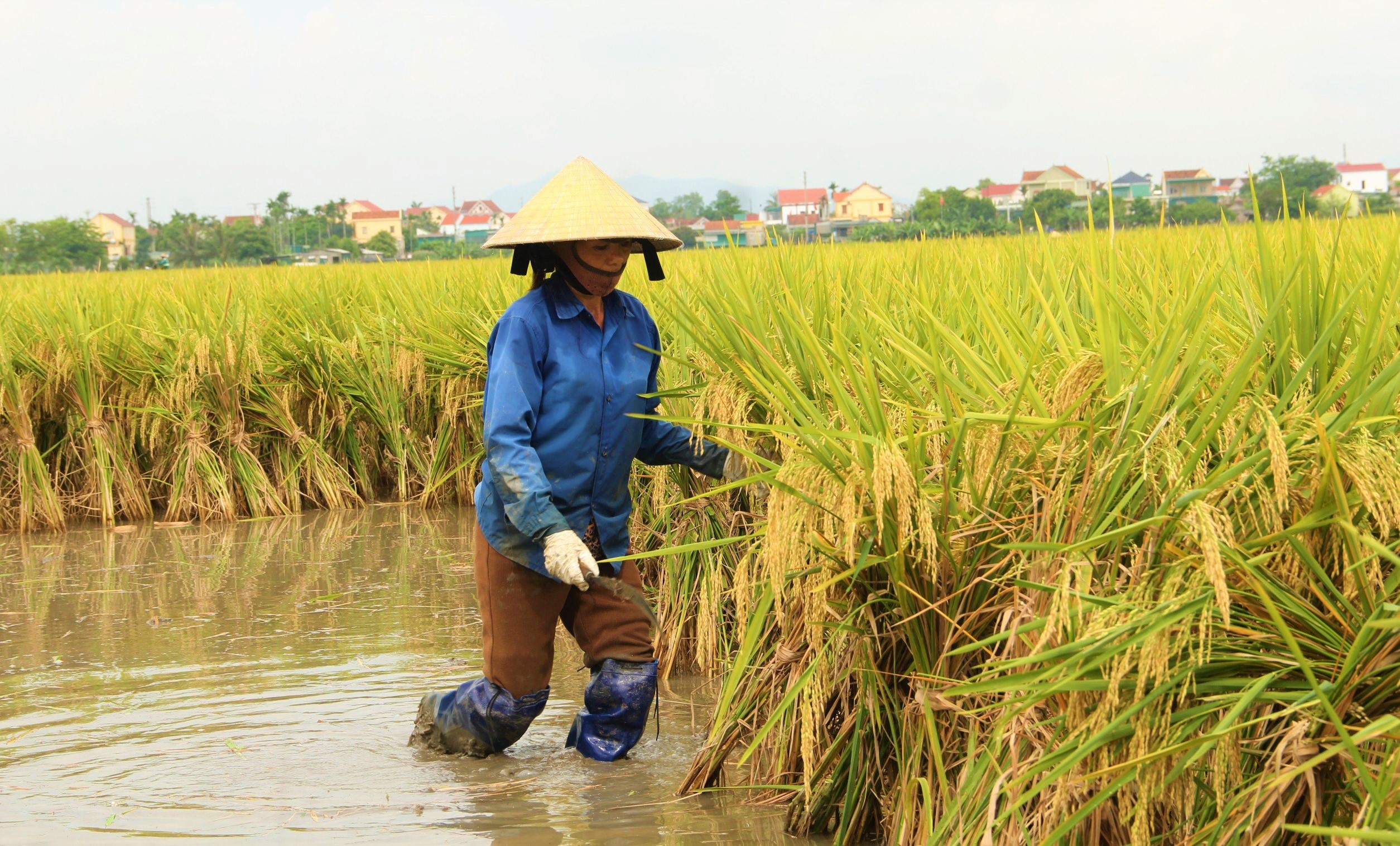 Lúa đông xuân chín vàng rực trên các cánh đồng ở Nghệ An, người dân phấn khởi vì năm nay lúa được mùa- Ảnh 5.