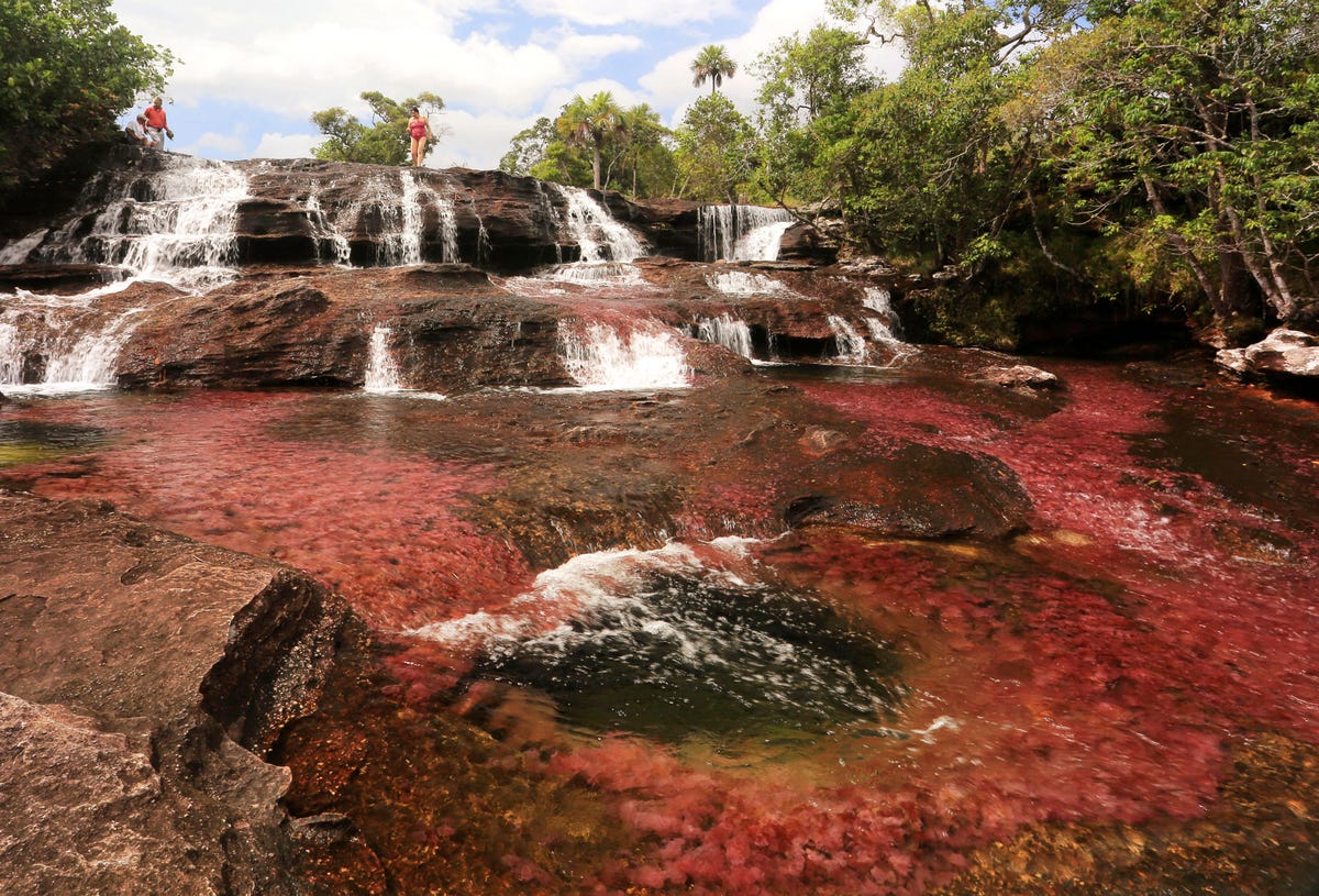 Sông Cano Cristales ở Colombia đôi khi được gọi là 