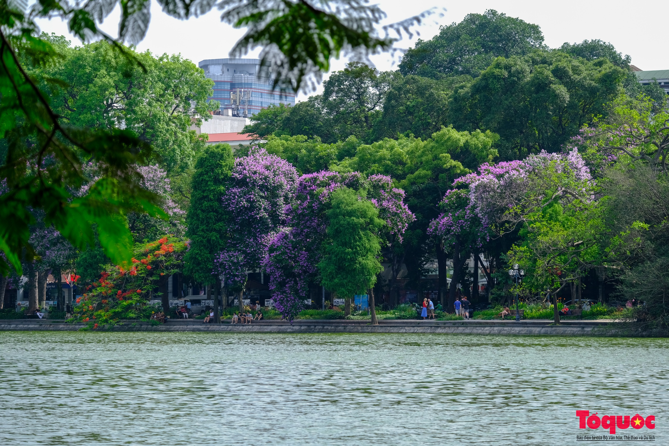 Ngắm Hà Nội lãng mạn trong mùa hoa bằng lăng tím - Ảnh 5.