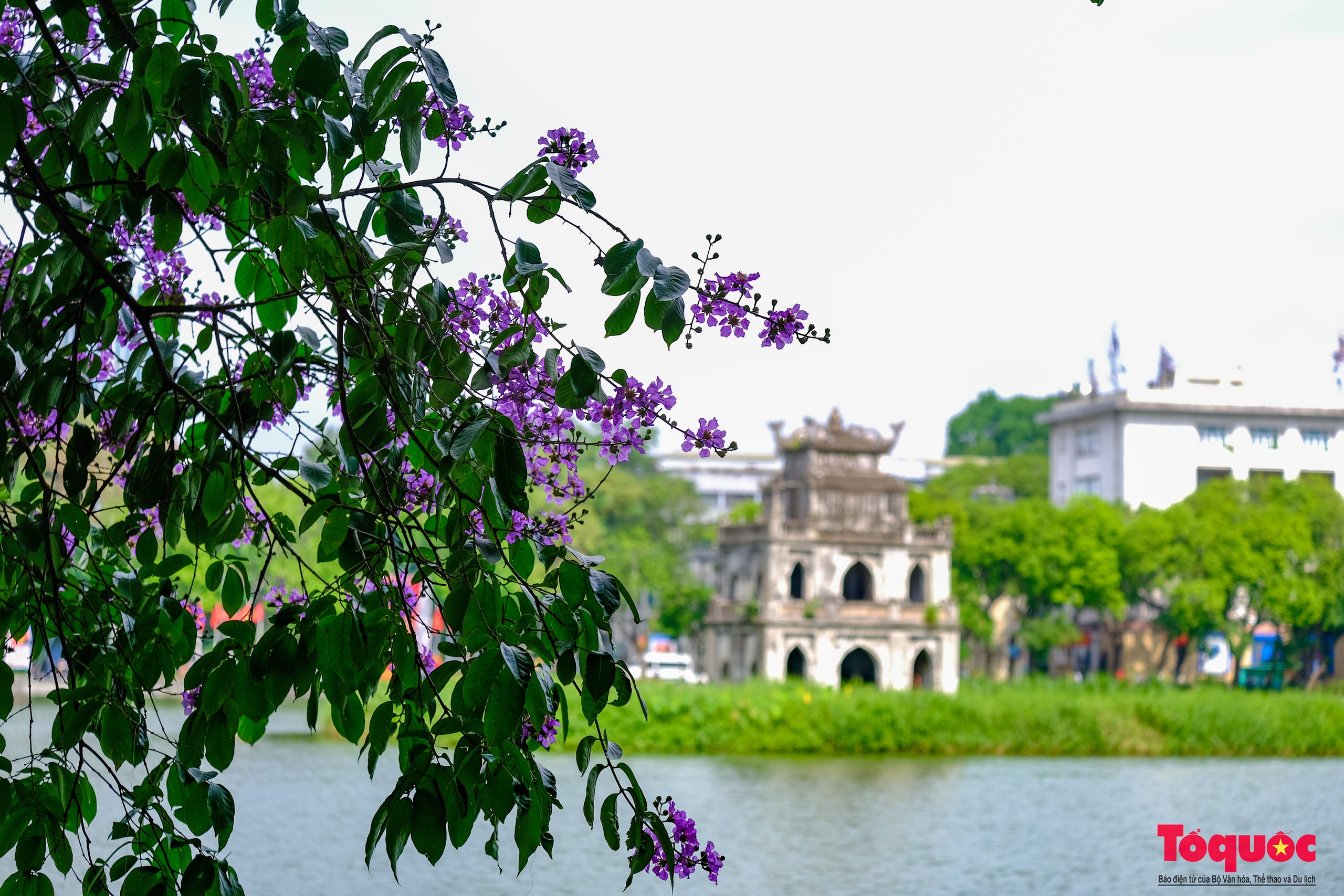 Ngắm Hà Nội lãng mạn trong mùa hoa bằng lăng tím - Ảnh 6.