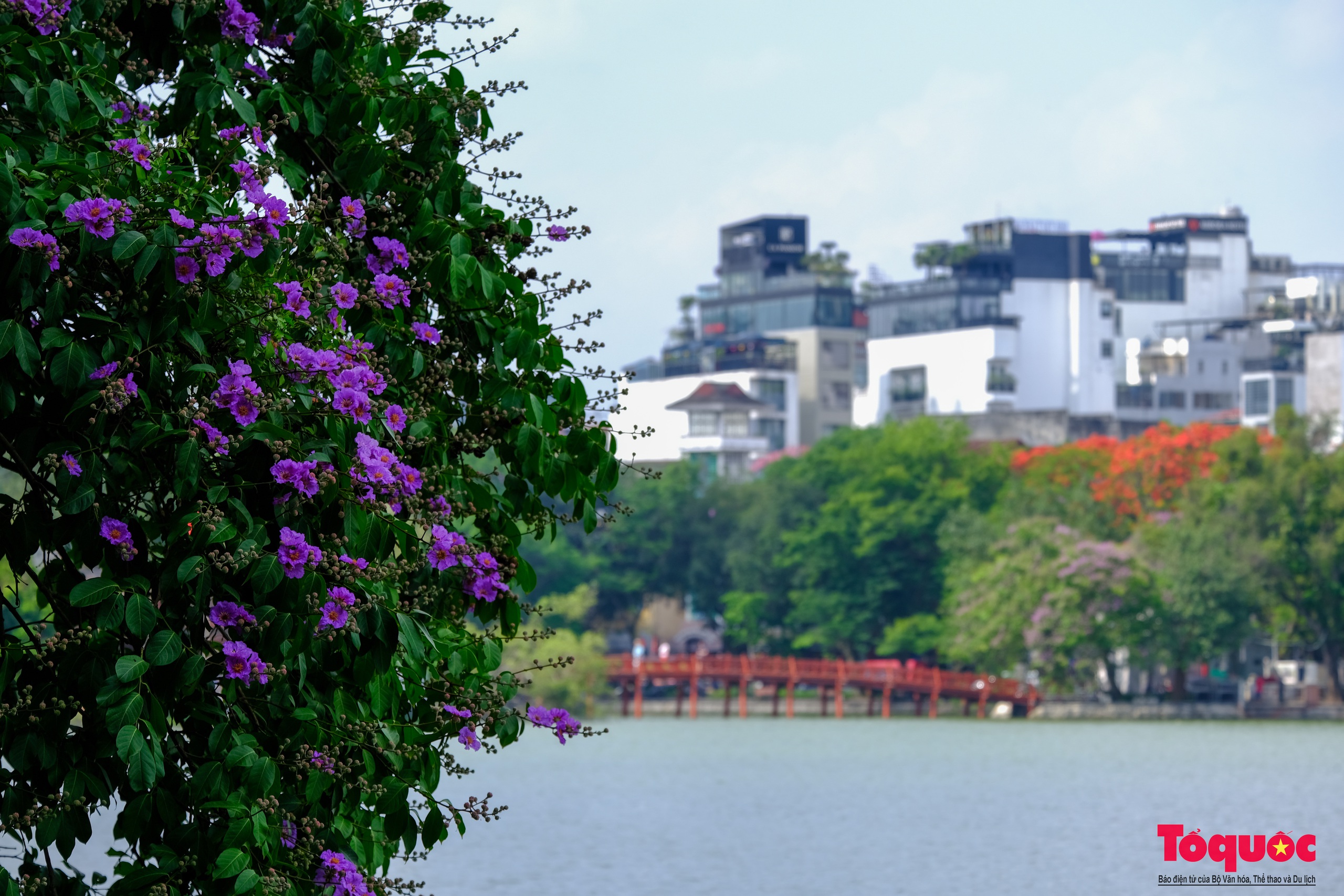 Ngắm Hà Nội lãng mạn trong mùa hoa bằng lăng tím - Ảnh 8.