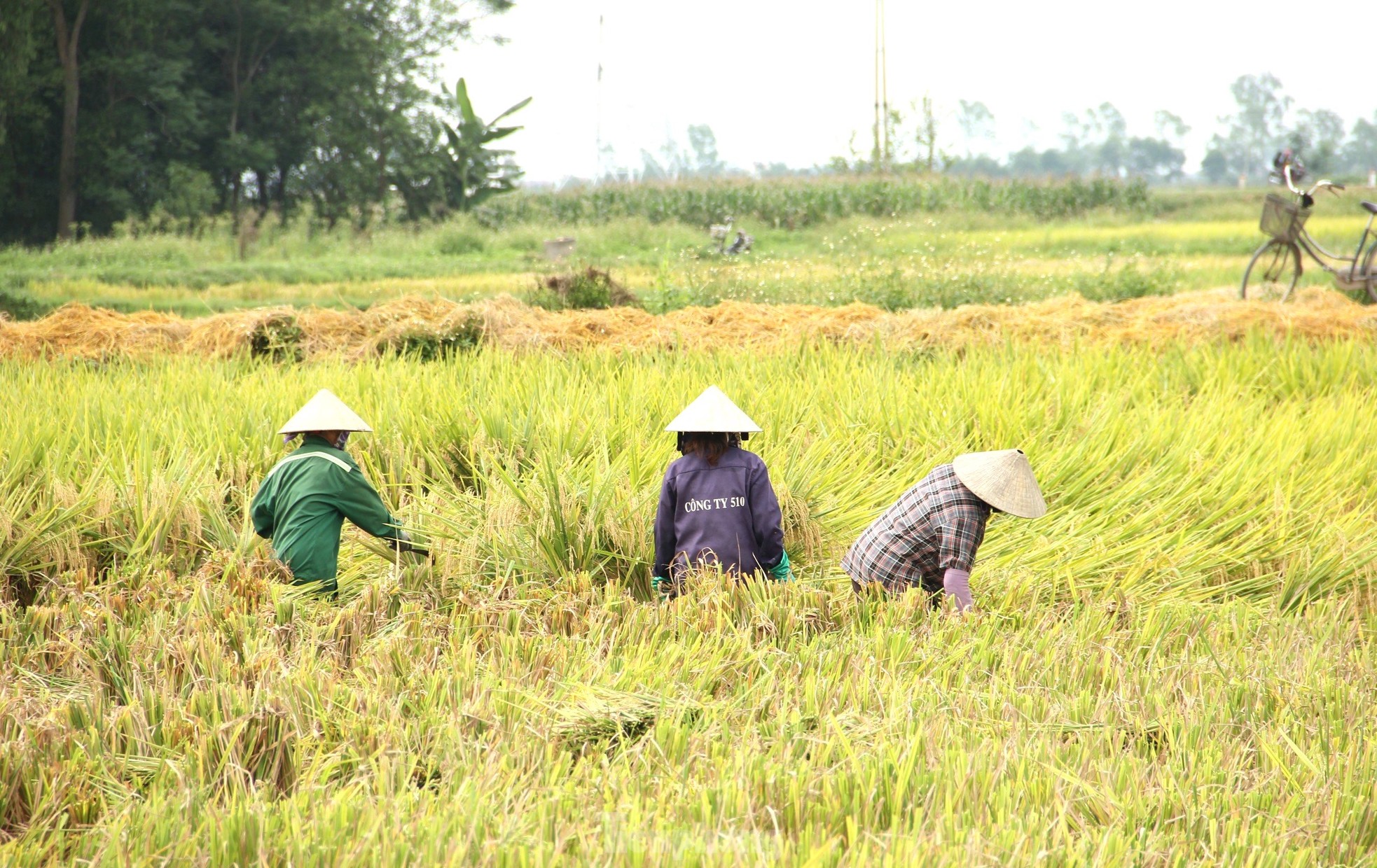 Rực rỡ sắc màu trên cánh đồng mùa lúa chín ảnh 15