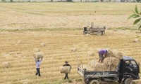 Ngắm đồng lúa chín vàng, 'thẳng cánh cò bay' vào mùa gặt