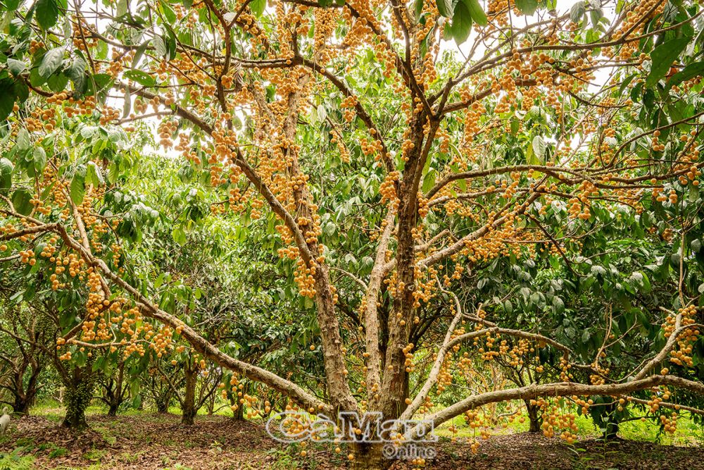 Về đất rừng U Minh Hạ lội rừng săn ong mật, đặt lọp bắt cá đồng, thưởng thức bao sản vật đặc trưng - Ảnh 4.