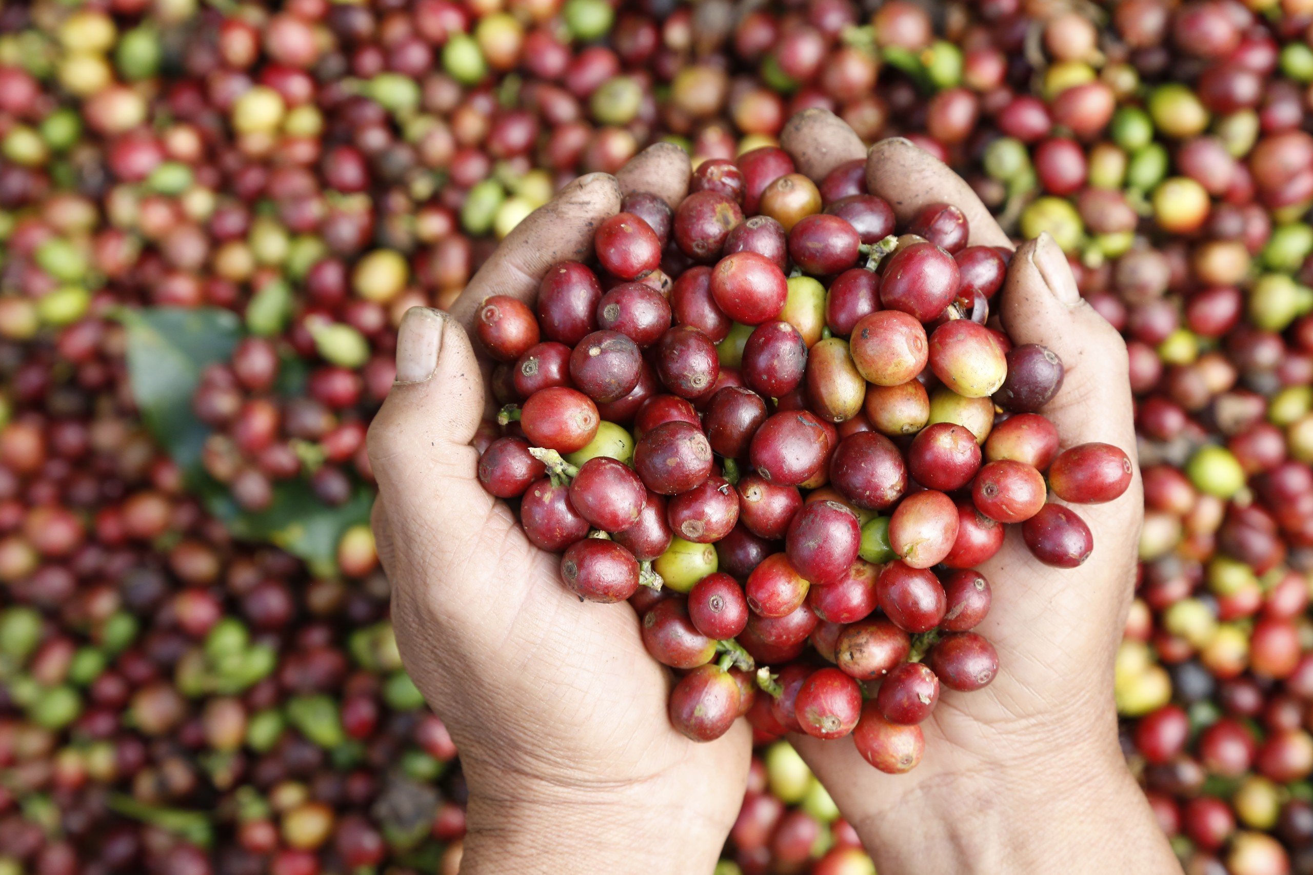 Sơn La, những con đường gập ghềnh nhưng nhiều tình yêu với cà phê Arabica- Ảnh 2.