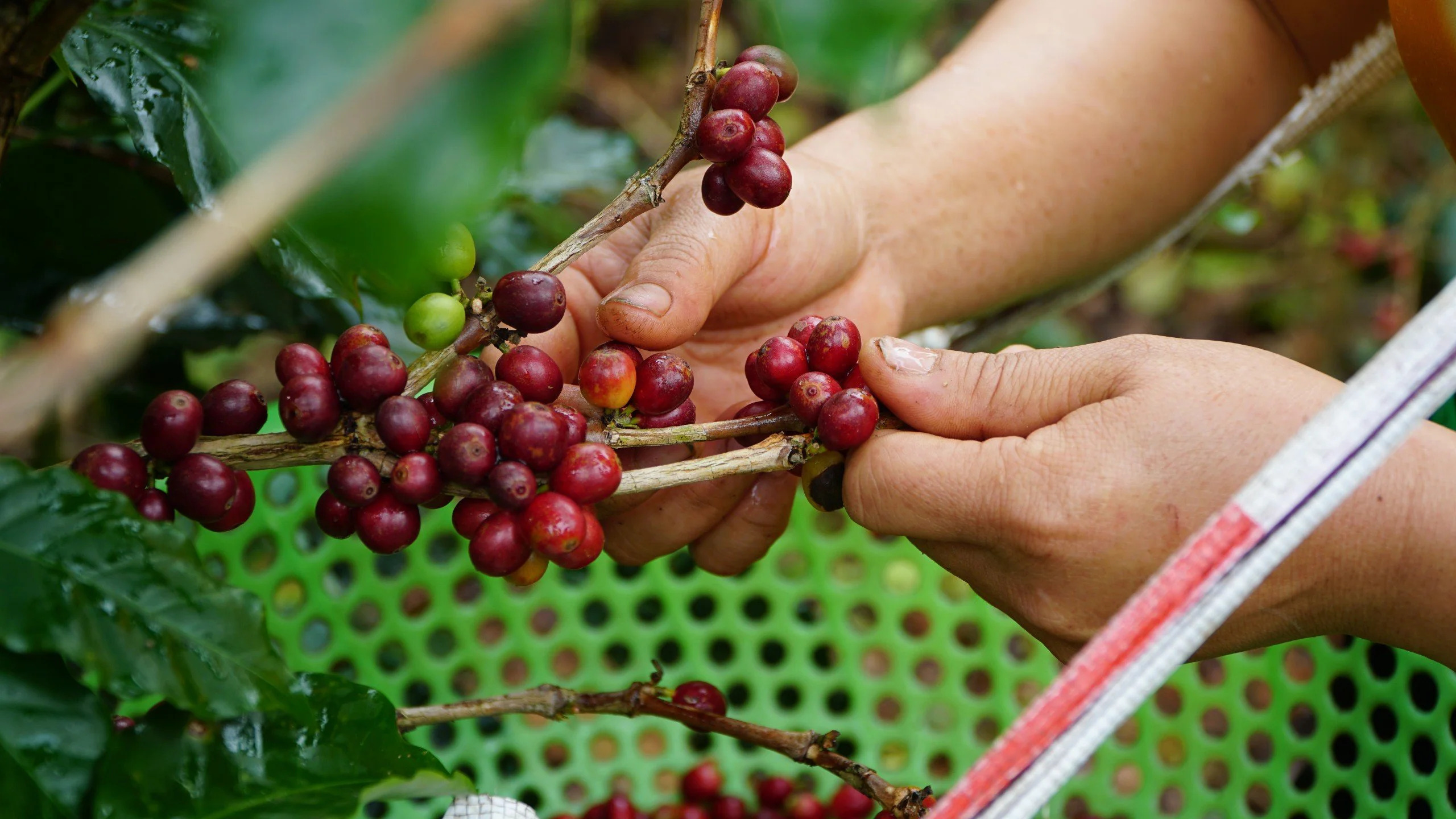 Sơn La, những con đường gập ghềnh nhưng nhiều tình yêu với cà phê Arabica- Ảnh 11.