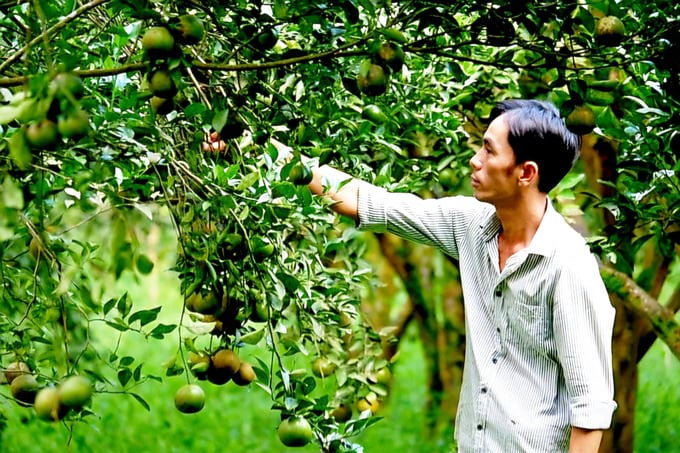 Đồng Nai đang dành nhiều chính sách khuyến khích phát triển sản xuất nông nghiệp hữu cơ. Ảnh: MS.