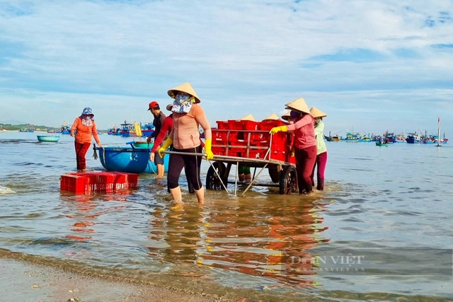 Trong tiết trời đương hạ, la liệt cá, tôm đủ loại tươi roi rói nơi vùng biển đẹp như tranh vẽ ở Quảng Ngãi- Ảnh 6.