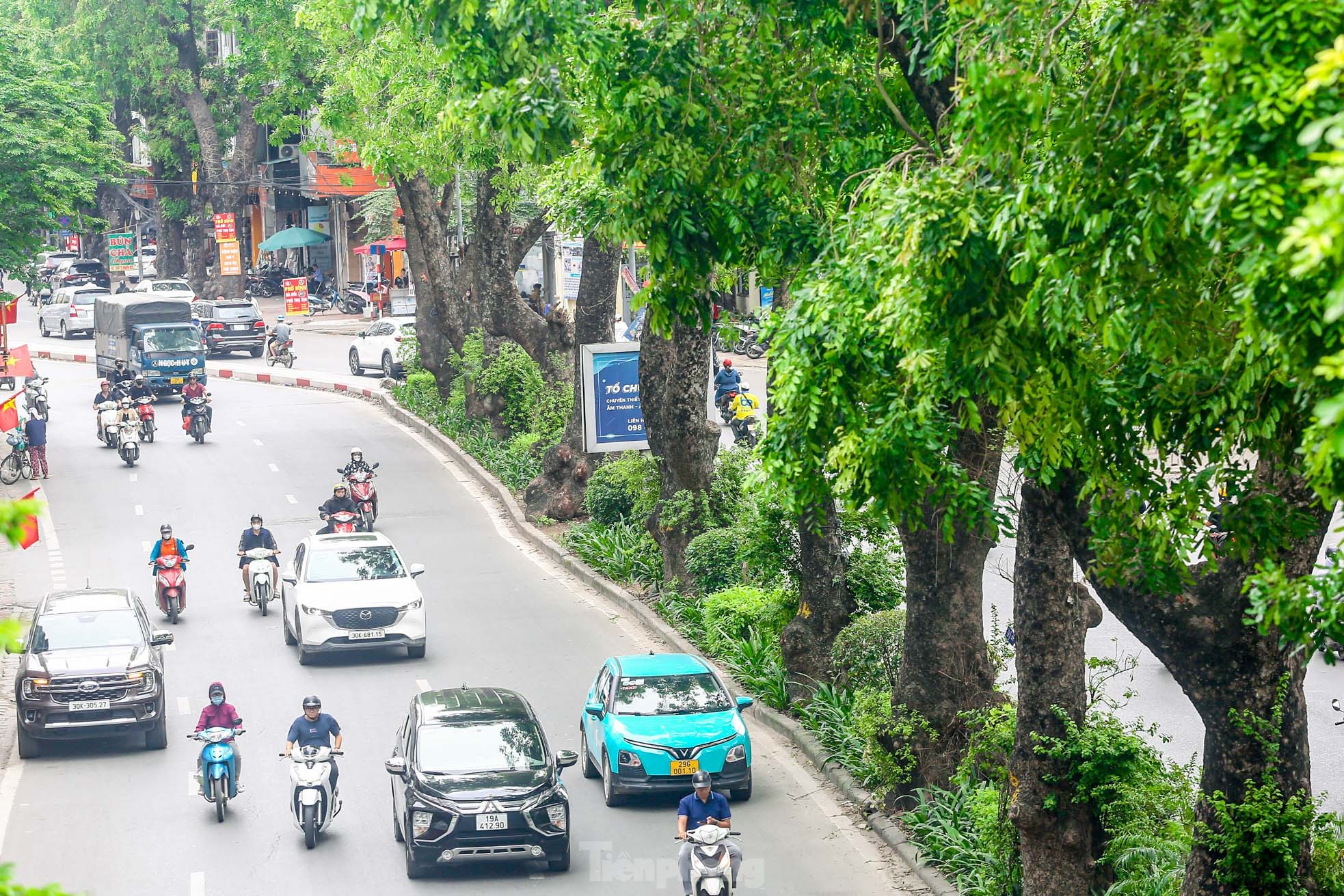 Hình ảnh hàng cây xà cừ hàng trăm tuổi tạo bóng mát trên đường Láng ảnh 3