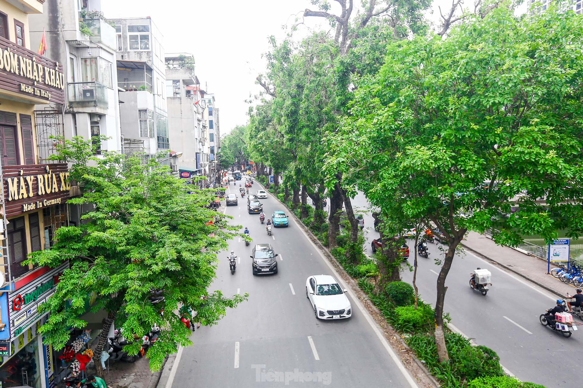 Hình ảnh hàng cây xà cừ hàng trăm tuổi tạo bóng mát trên đường Láng ảnh 2