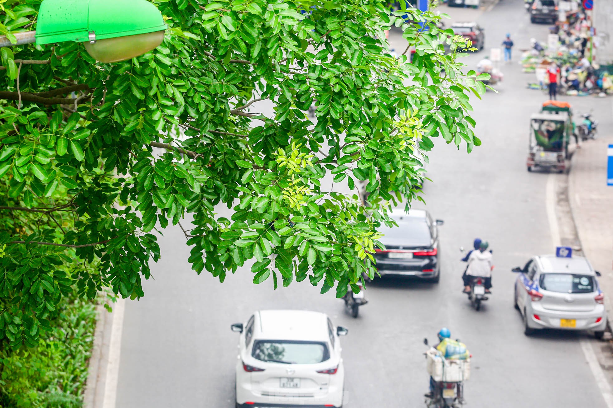 Hình ảnh hàng cây xà cừ hàng trăm tuổi tạo bóng mát trên đường Láng ảnh 4