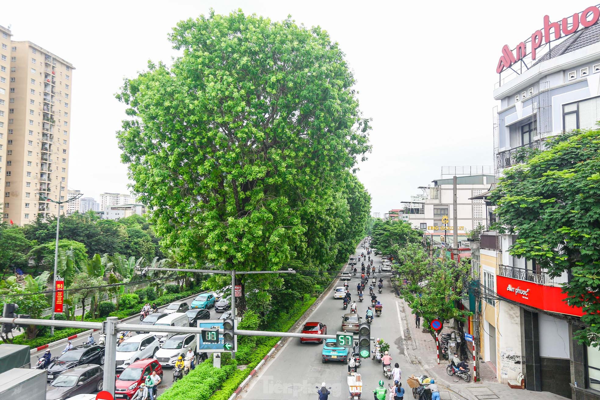 Hình ảnh hàng cây xà cừ hàng trăm tuổi tạo bóng mát trên đường Láng ảnh 14