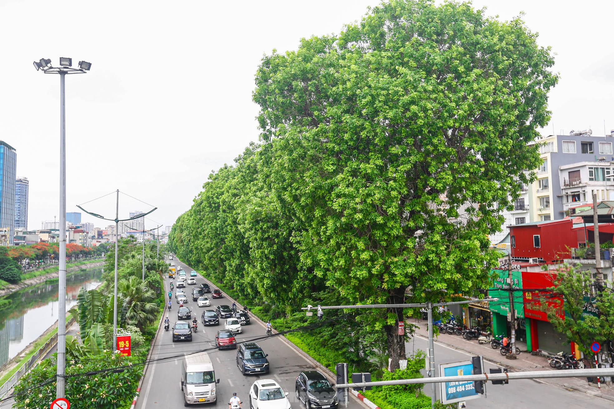 Hình ảnh hàng cây xà cừ hàng trăm tuổi tạo bóng mát trên đường Láng ảnh 15