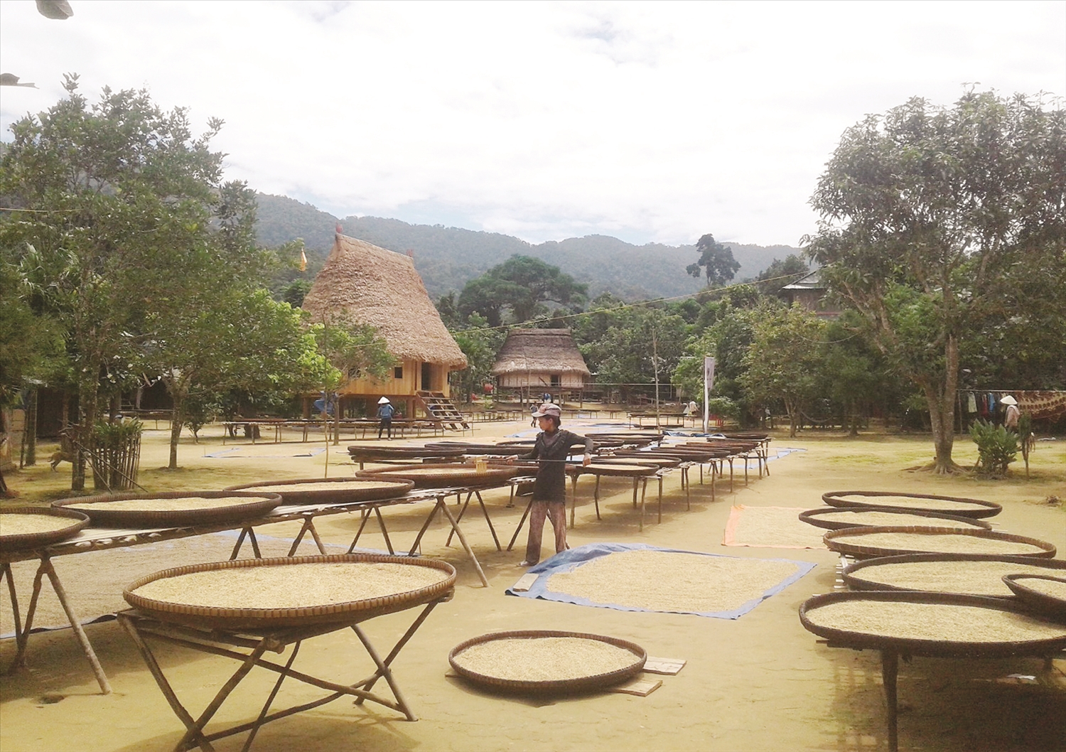 Người làng Aur tự trồng lúa, tự chăn nuôi để cung cấp lương thực