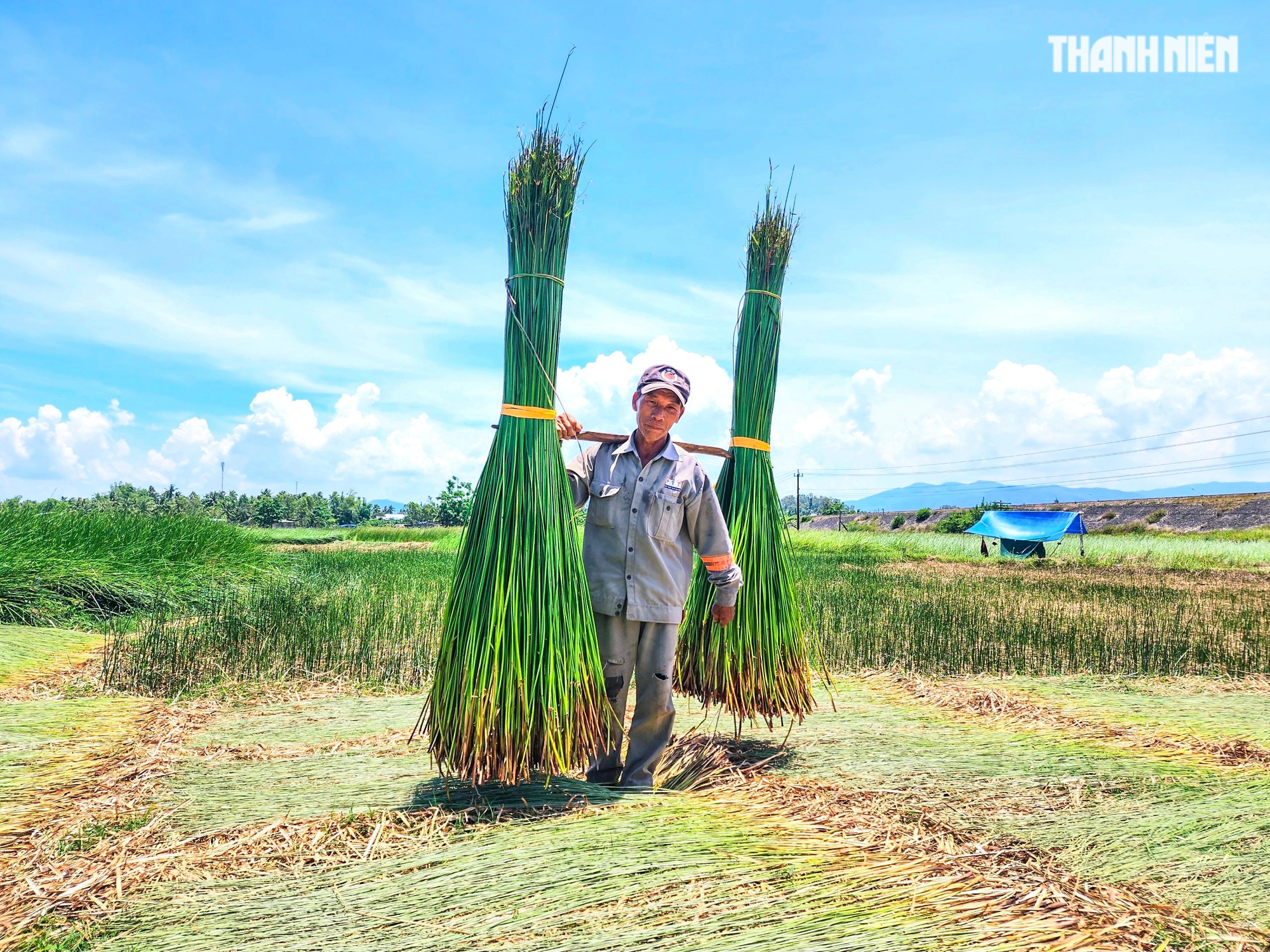 Ông Nguyễn Ngộ (62 tuổi, ở thôn Gia An Đông, xã Hoài Châu Bắc) cho hay, tháng 4 đến tháng 6 hằng năm là vào mùa cói. Một năm, nếu chăm sóc tốt và thời tiết thuận lợi thì có thể thu hoạch cói 2 lần. Mùa thu hoạch cói gắn liền với cái nắng chói chang của miền Trung nên từ sáng sớm mọi người phải ra đồng