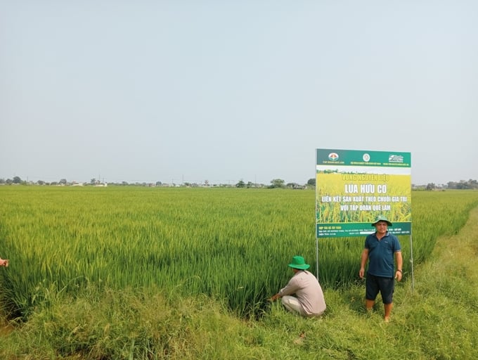 Mô hình sản xuất lúa hữu cơ ở HTX Thần Nông. Ảnh: Hoàng Anh.