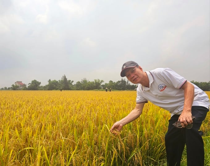 Mô hình sản xuất lúa hữu cơ ở Hà Tĩnh. Ảnh: Hoàng Anh.