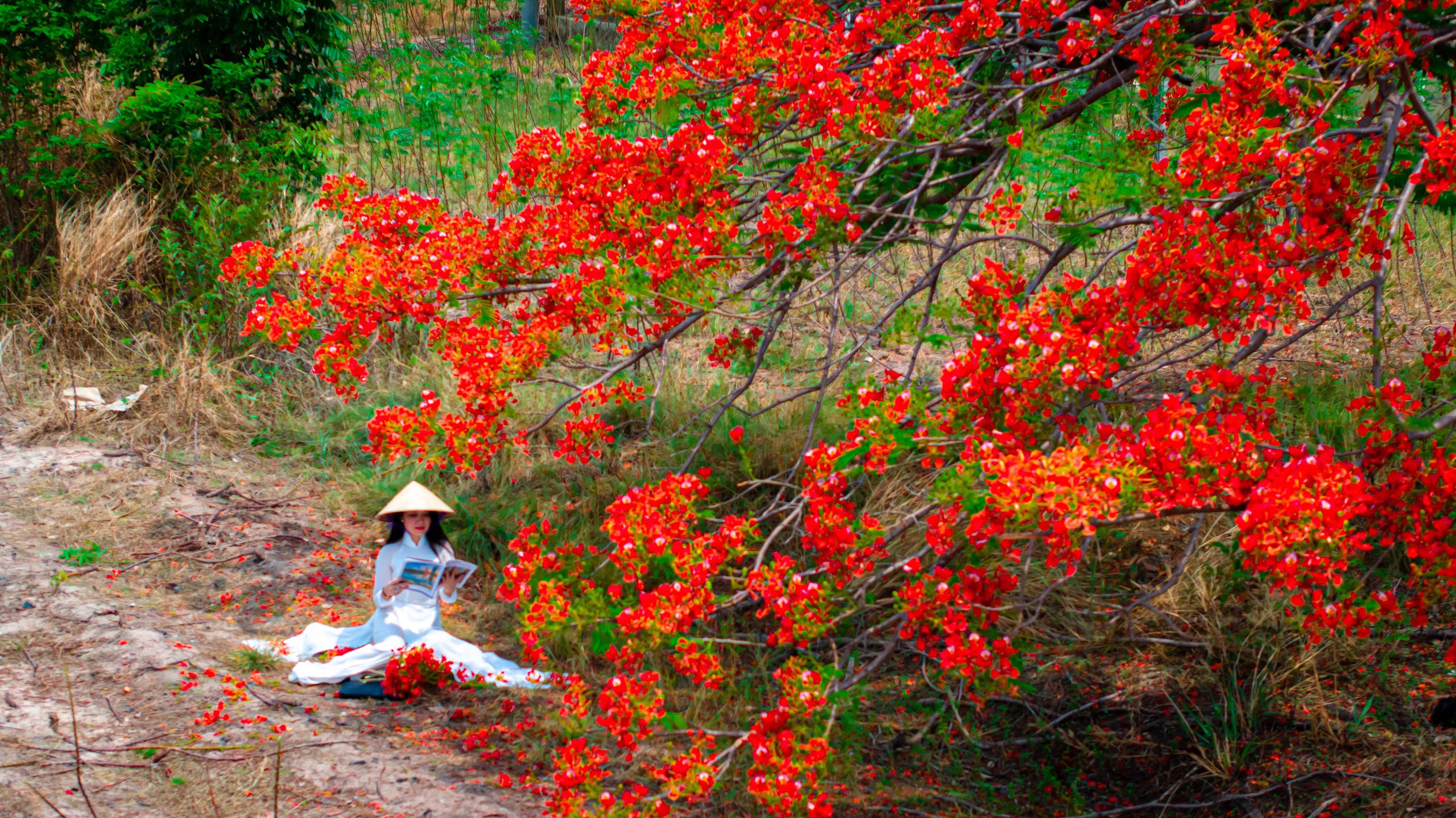 Chị không nghĩ cây phương có một góc ảnh trên cao độc đáo đến vậy, giống hình trái tim một cách kỳ lạ. 