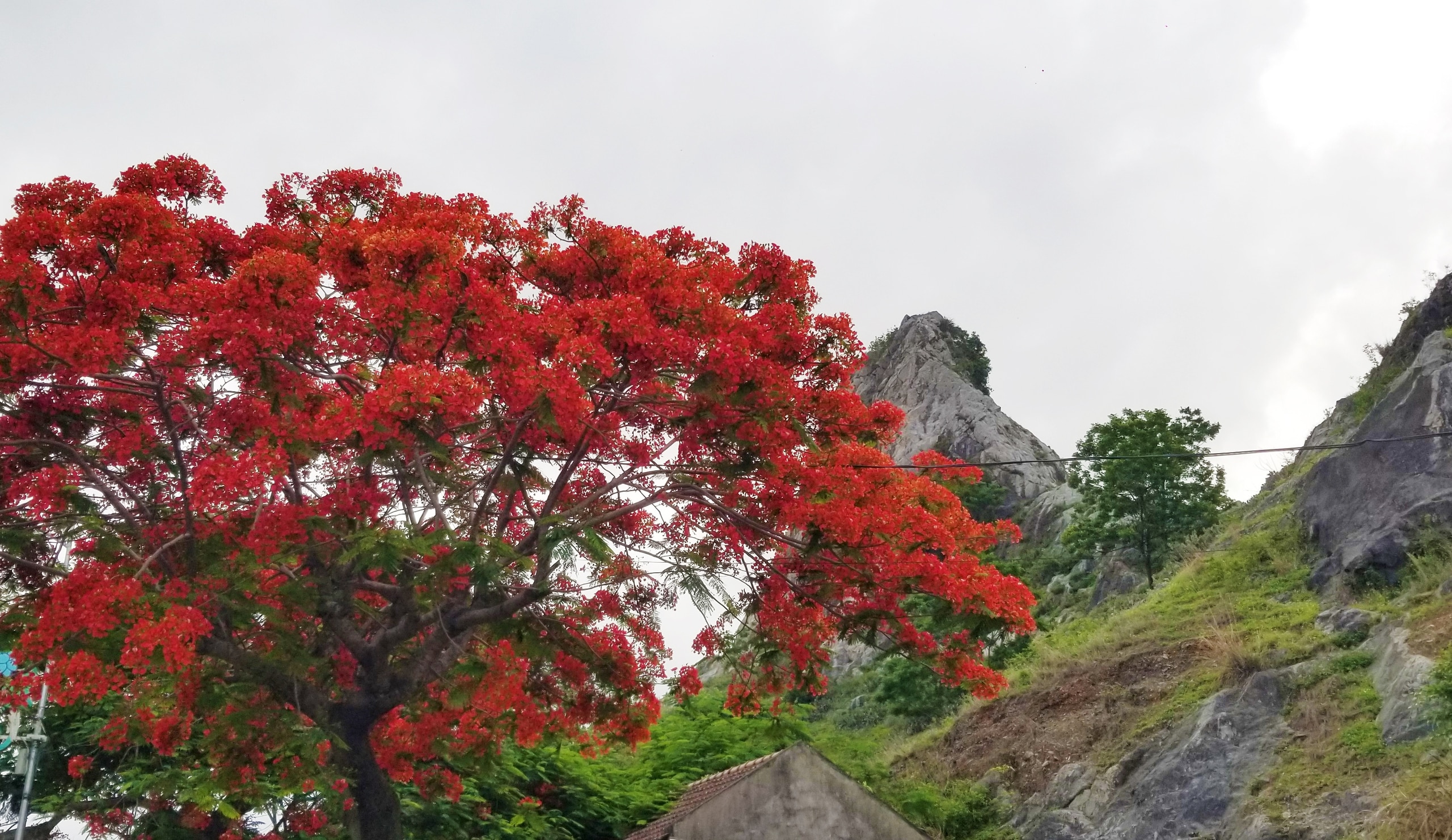 Cây phượng già rực hoa đỏ dưới chân núi U Bò (TT.Minh Đức, H.Thủy Nguyên) - địa danh tương truyền Hưng Đạo Vương Trần Quốc Tuấn đứng trên đỉnh núi hướng ra dòng sông Bạch Đằng chỉ đạo quân và dân chống giặc Nguyên Mông xâm lược