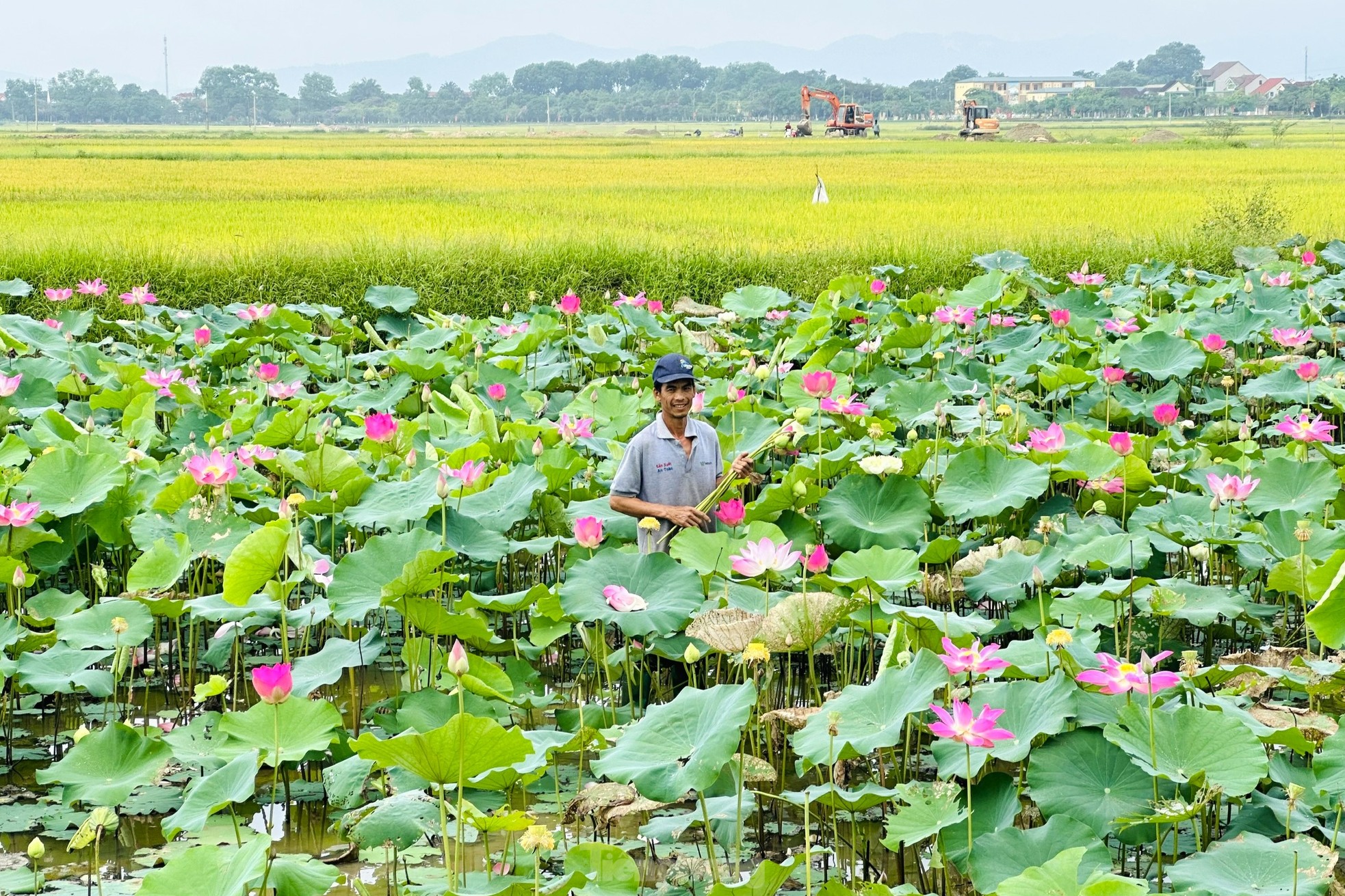 Ngắm hoa sen xứ Nghệ khoe sắc trong nắng vàng rực rỡ ảnh 6