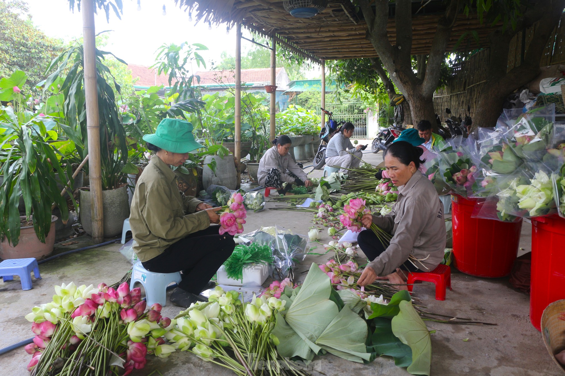 Ngắm hoa sen xứ Nghệ khoe sắc trong nắng vàng rực rỡ ảnh 9