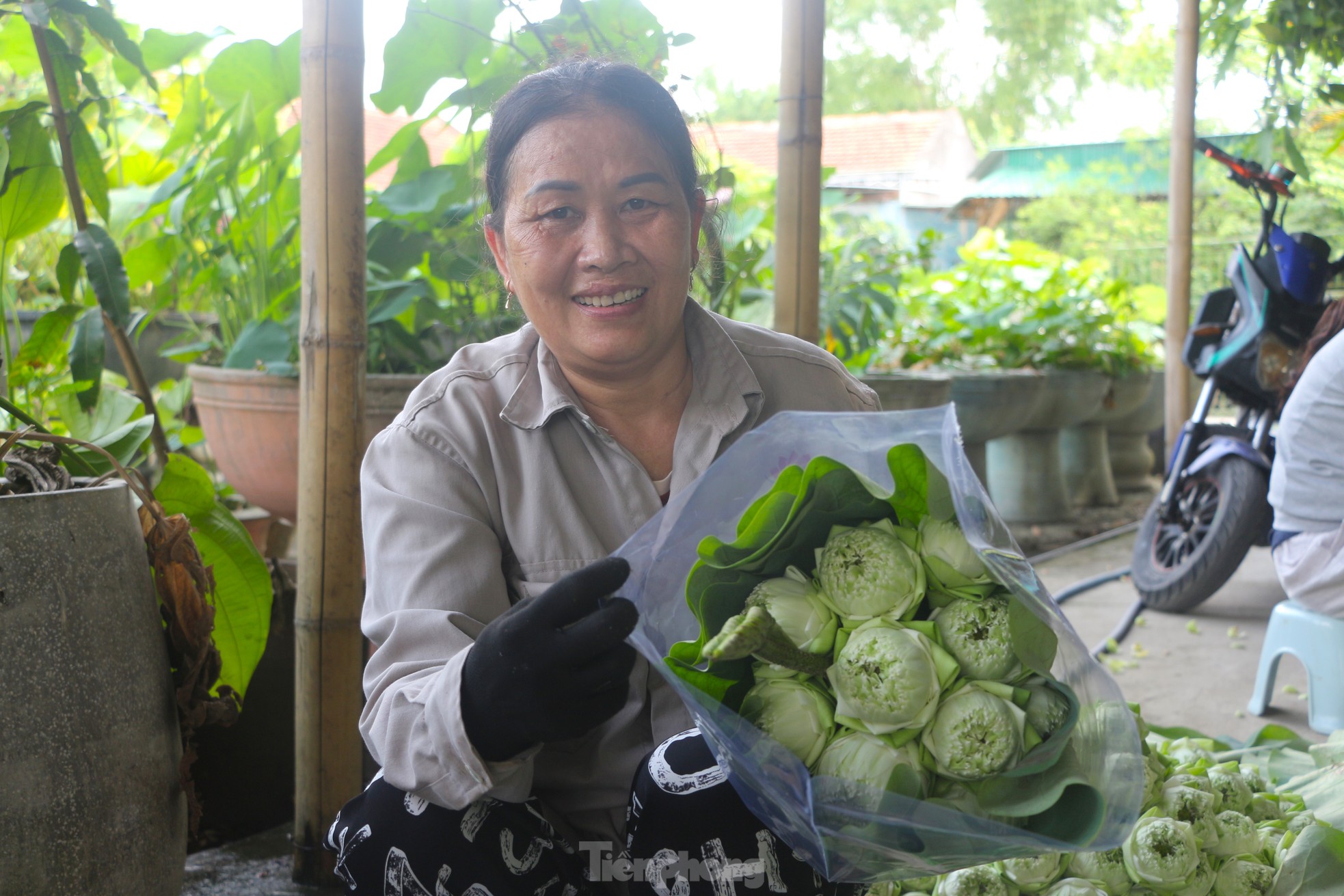 Ngắm hoa sen xứ Nghệ khoe sắc trong nắng vàng rực rỡ ảnh 11