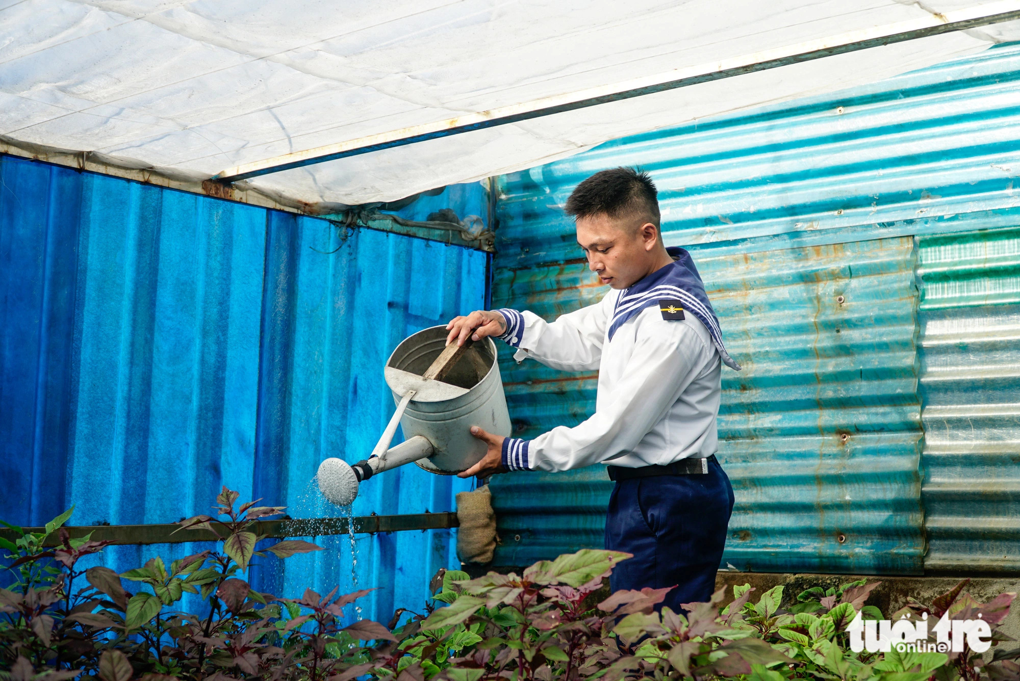 Ngày tưới rau hai lần, che mưa, che nắng, gió, bão cho rau